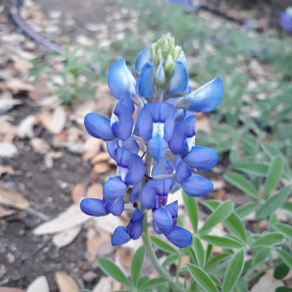 Meet your Posher, Manuel